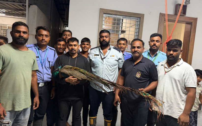 भटक्या कुत्र्यांच्या हल्ल्यातून मोराची सुखरूप सुटका; मोशी कुदळे वस्तीतील घटना