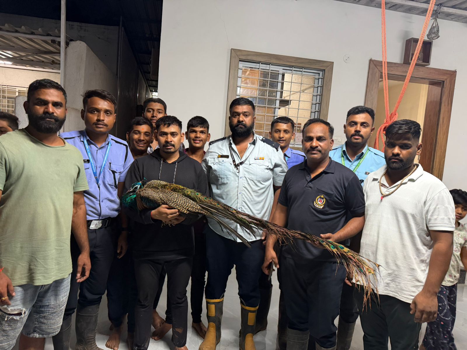 भटक्या कुत्र्यांच्या हल्ल्यातून मोराची सुखरूप सुटका; मोशी कुदळे वस्तीतील घटना