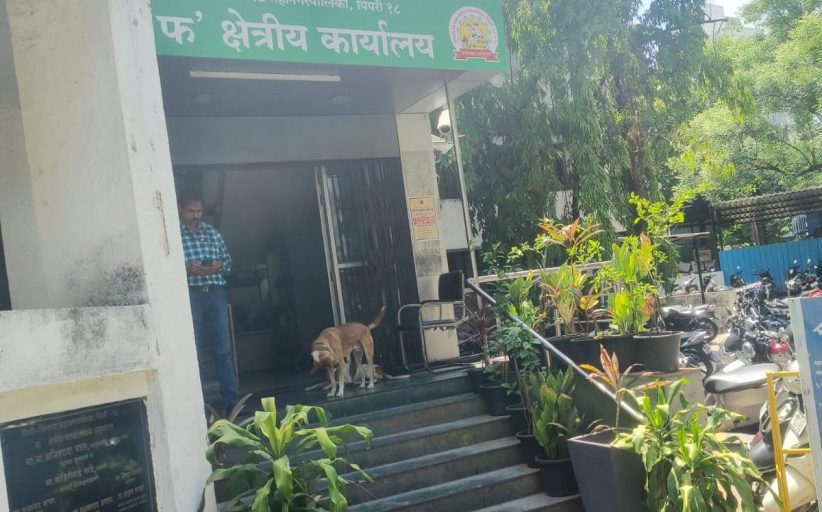 'फ' क्षेत्रीय कार्यालयाबाहेर भटक्या कुत्र्यांचा सुळसुळाट