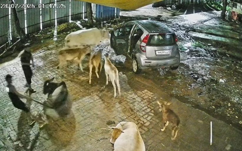 पिंपरीगावातून गाय चोरीला; घटना सीसीटीव्हीत कैद