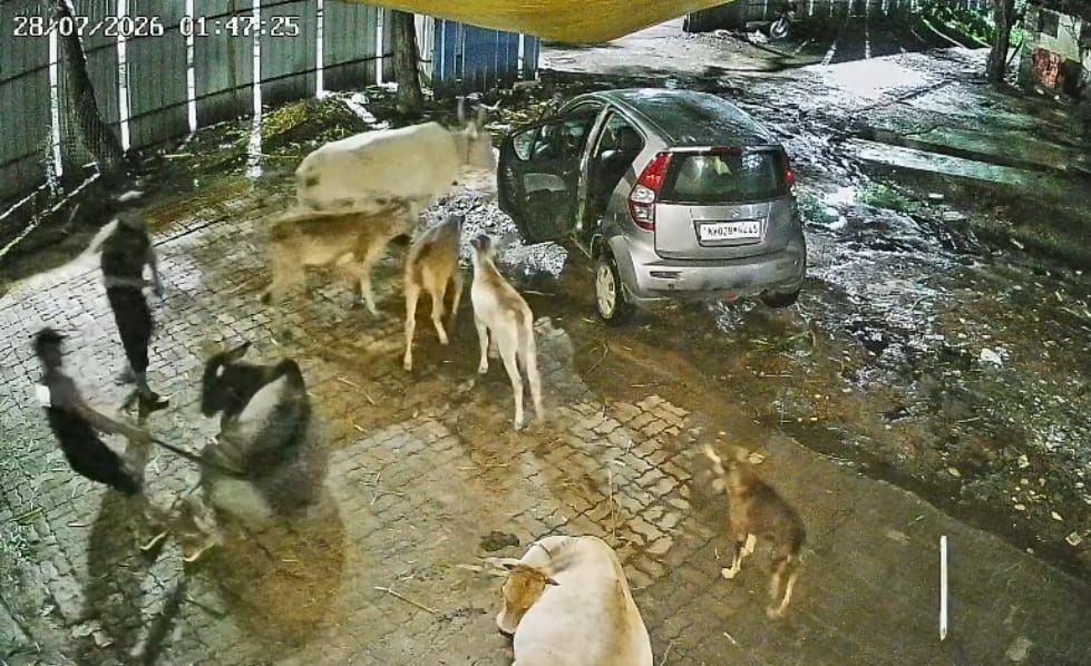 पिंपरीगावातून गाय चोरीला; घटना सीसीटीव्हीत कैद