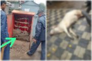 पिंपरीत महावितरणच्या डीपी बॉक्सचा करंट लागून गाईचा मृत्यू; दोषींवर कारवाईची मागणी