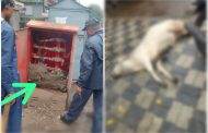पिंपरीत महावितरणच्या डीपी बॉक्सचा करंट लागून गाईचा मृत्यू; दोषींवर कारवाईची मागणी