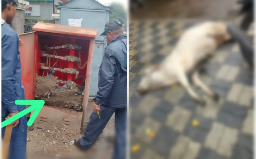 पिंपरीत महावितरणच्या डीपी बॉक्सचा करंट लागून गाईचा मृत्यू; दोषींवर कारवाईची मागणी