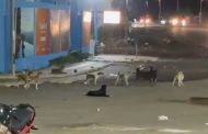 रावेत येथील सिटी प्राईड स्कूल परिसरात भटक्या कुत्र्यांचा प्रचंड त्रास; शाळकरी मुलांच्या सुरक्षेचा प्रश्न ऐरणीवर