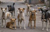 भटक्या कुत्र्यांच्या वाढत्या हल्ल्यांबाबत तातडीने उपाययोजना करा; माजी विरोधी पक्षनेते विठ्ठल उर्फ नाना काटे यांची आयुक्तांकडे मागणी