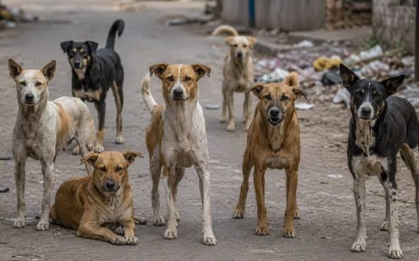 भटक्या कुत्र्यांच्या वाढत्या हल्ल्यांबाबत तातडीने उपाययोजना करा; माजी विरोधी पक्षनेते विठ्ठल उर्फ नाना काटे यांची आयुक्तांकडे मागणी
