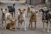 पिंपरी-चिंचवडमध्ये भटक्या कुत्र्यांचा वाढता धोका; चार महिन्यांत १३ हजारांहून अधिक नागरिकांना चावा