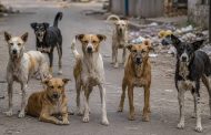 पिंपरी-चिंचवडमध्ये भटक्या कुत्र्यांचा वाढता धोका; चार महिन्यांत १३ हजारांहून अधिक नागरिकांना चावा