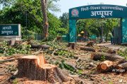 निगडीतील अप्पूघर परिसरात ४९ झाडांची बेकायदेशीर कत्तल? ठेकेदारावर गुन्हा दाखल करण्याची ‘आप’ची मागणी