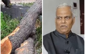 भीमाशंकरच्या जंगलात ९० हजार वृक्षांची कत्तल होणार? माहिती अधिकार कार्यकर्ते विजय कुंभार यांचा दावा